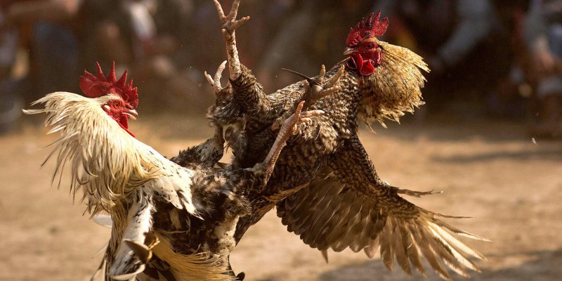 Kinh nghiệm bắt kèo chiến kê Thomo thi đấu