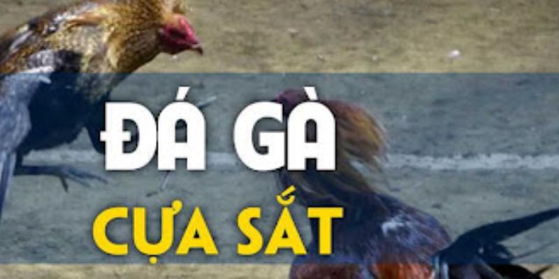 Tổng quan chung về trò chơi đá gà cựa sắt siêu hấp dẫn